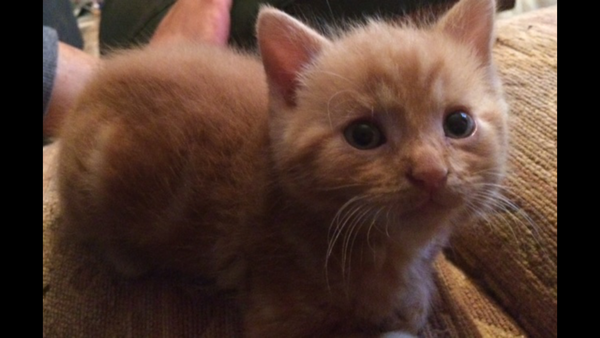 Kittens?