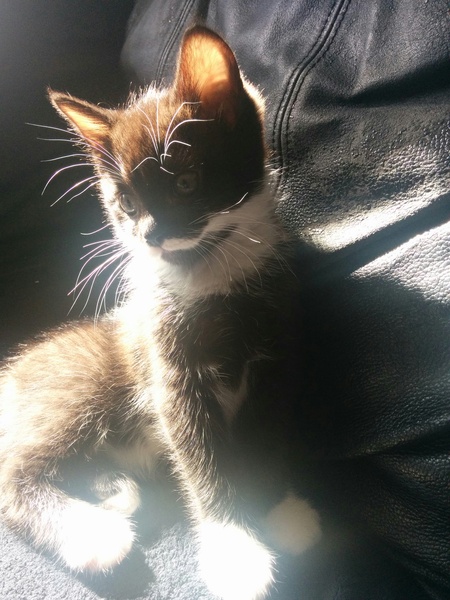 What is your cat called and how did you choose its name?
