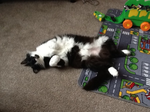 Does anyone have a Maine Coon?