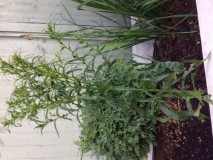 Anyone know what this is pls - is it a weed?