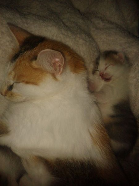 to want to turn my fucking cats into Davy Crockett hats! !