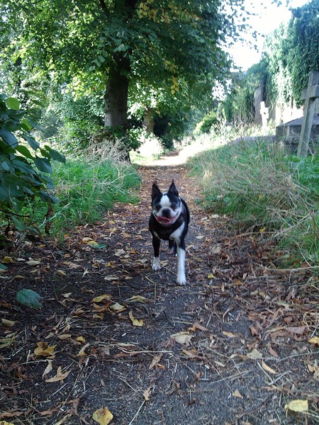 Coping with death of DDog and what to do with his things