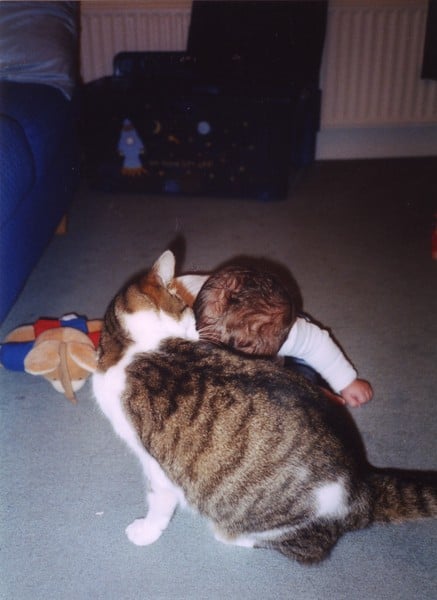 Lovely thread about our cats.