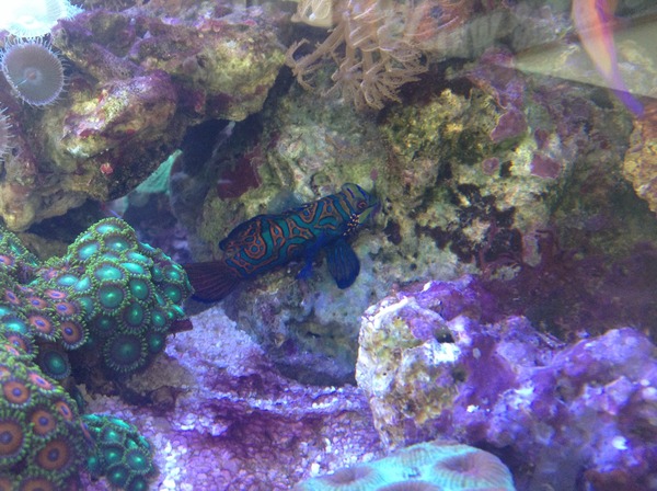 Any reefers out there?