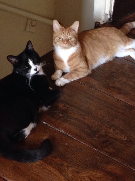 A cat/kitten picture sharing thread.