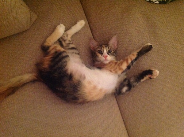 Lovely thread about our cats.