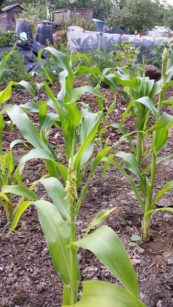 The 2015 Allotment / Veg Patch Thread Part 3 already!