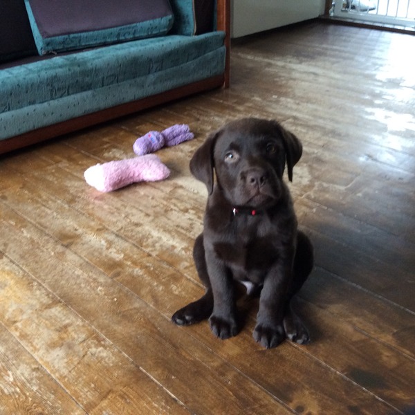 Puppy biting continually