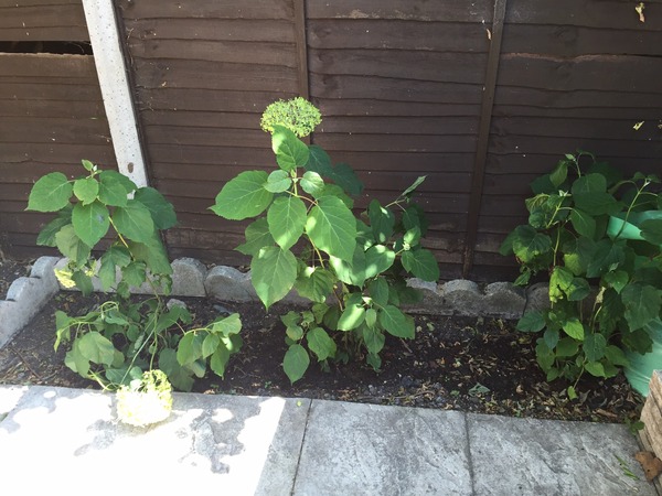 Shrubs that tolerate shade and dry conditions?