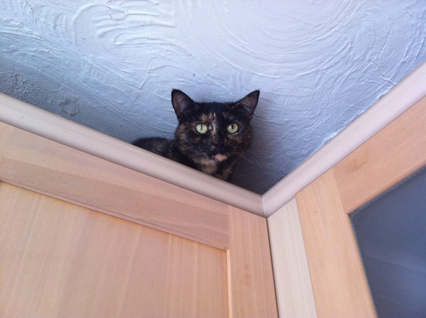 Tell me about your female kittens/cats please