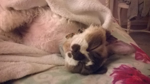 Lovely thread about our cats.