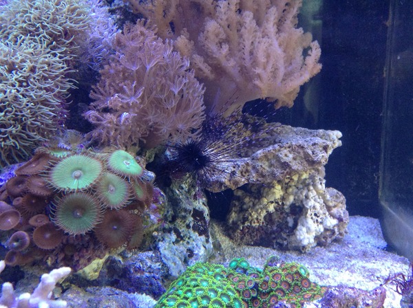 Any reefers out there?