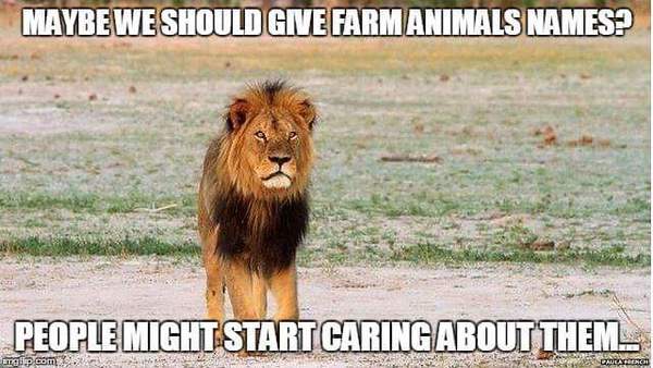 That motherf***er who killed the lion...