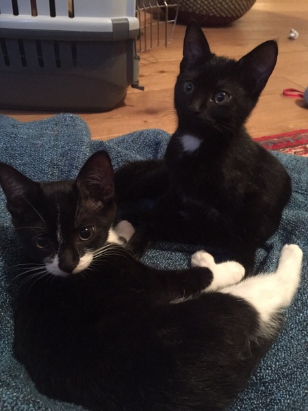 gratuitous cat photos