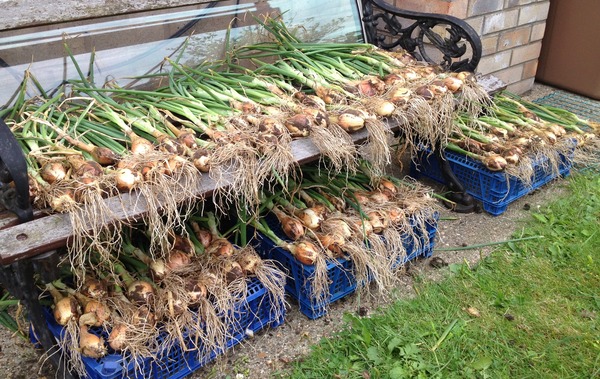 The 2015 Allotment / Veg Patch Thread Part 3 already!