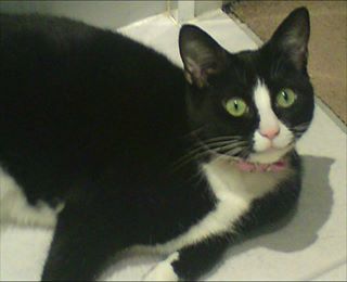 What is your cat called and how did you choose its name?