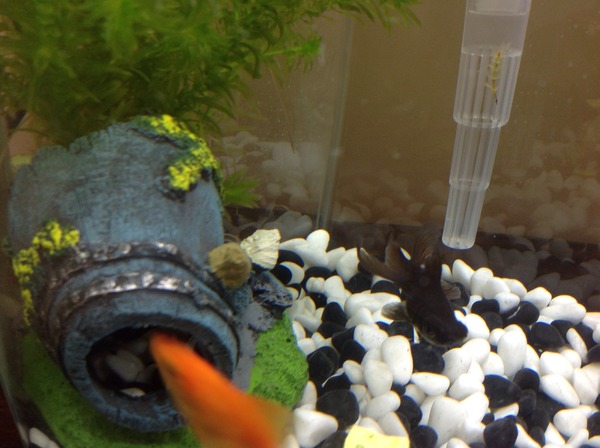 White spot on goldfish (picture)