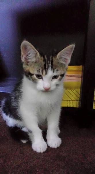 I've forgotten what to dooooo!   (New kitten alert!)