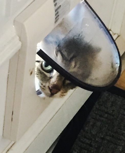 This is NOT my cat