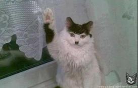 Lovely thread about our cats.