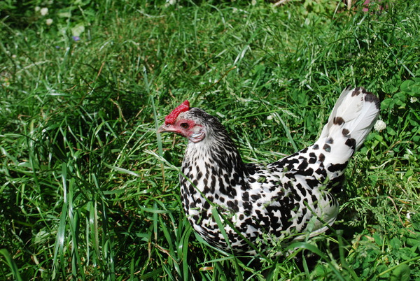I found my favourite hen dead [sad]