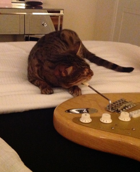 Lovely thread about our cats.