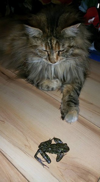 Third frog in as many days...