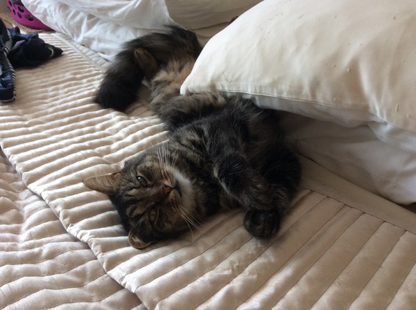 Lovely thread about our cats.