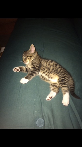 Lovely thread about our cats.