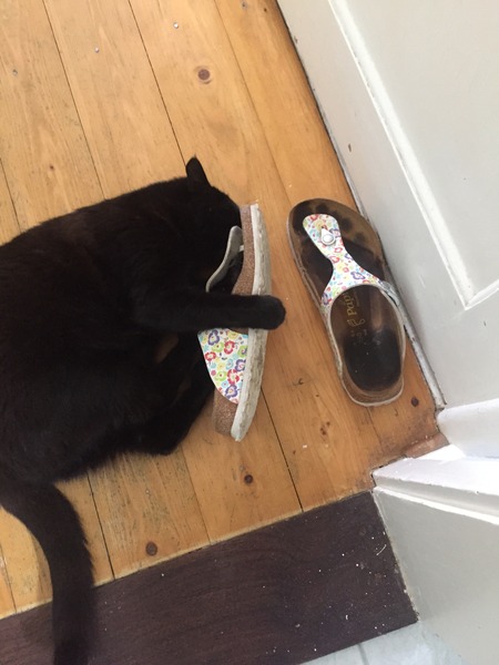 Lovely thread about our cats.