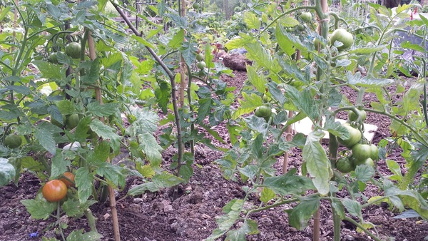 The 2015 Allotment / Veg Patch Thread Part 3 already!
