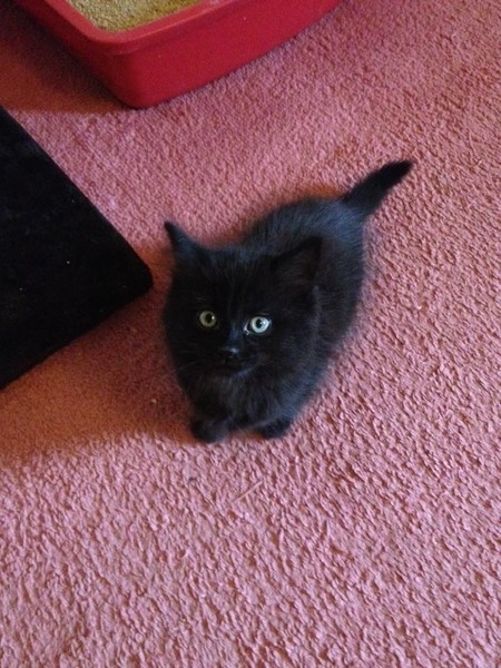 Anybody want a "Minion of Darkness"?