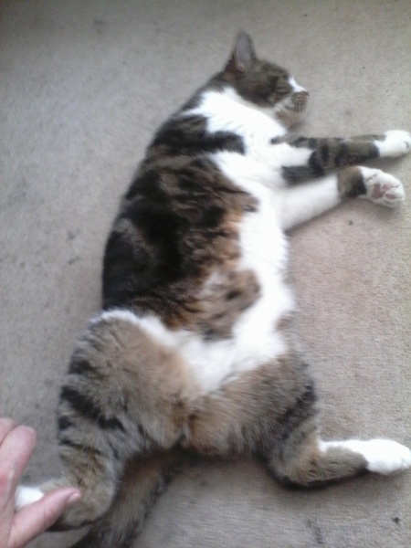 Lovely thread about our cats.