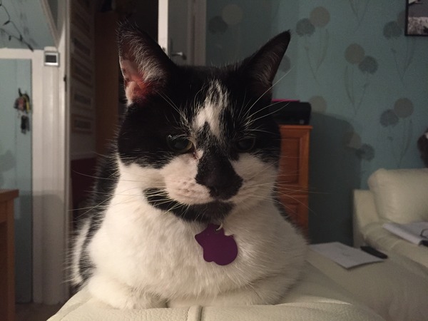 gratuitous cat photos