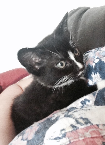 Lovely thread about our cats.