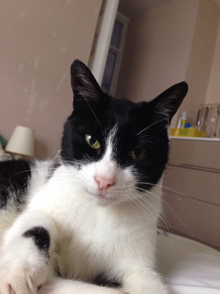 Urgent! Poorly cat help/advice needed
