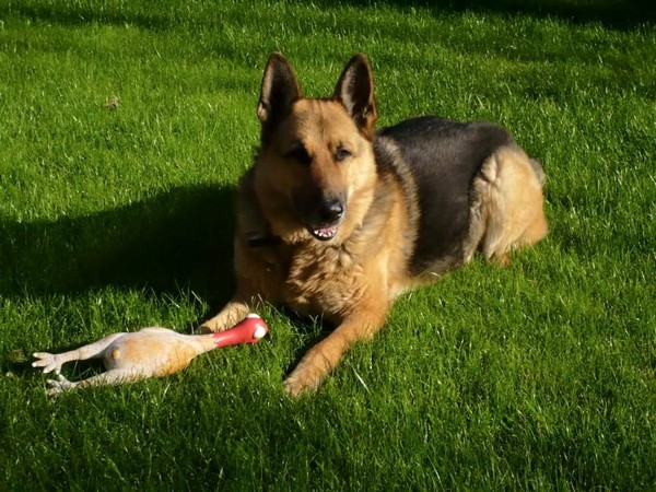 AIBU to insist that DP faces up to this re our family pet (long ish sorry)?