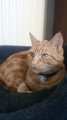A cat/kitten picture sharing thread.