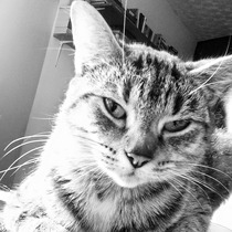 A cat/kitten picture sharing thread.