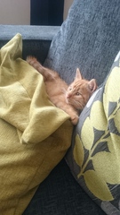 A cat/kitten picture sharing thread.