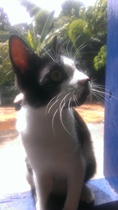 What is your cat called and how did you choose its name?