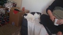 What is your cat called and how did you choose its name?
