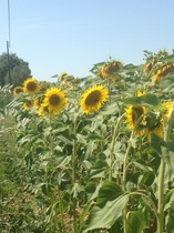 The MN peloton heading for the Alps and then Paris. The TdF thread. Hopefully we're not on drugs. Actually, do nicotine and alcohol get you banned? In which case I'm buggered...