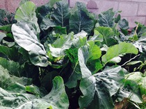 Share DCs favourite brassica* vegetable recipes with the Brassica Growers Association - £300 voucher to be won!NOW CLOSED