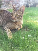 Stolen Cat PLEASE HELP