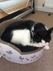 gratuitous cat photos