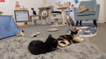 Live web cam of tiny kittens.
