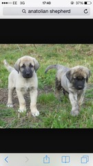 Can anyone tell what kind of dog this puppy might be?