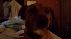 For the love of dogs