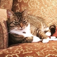 Lovely thread about our cats.